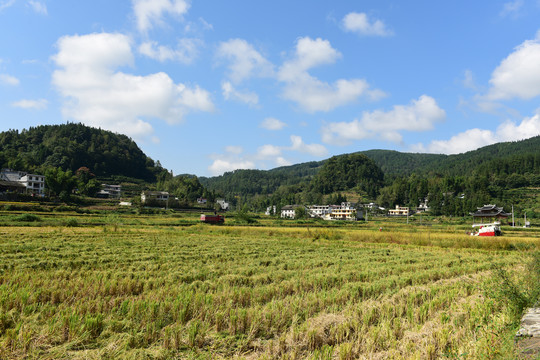 农田成熟的水稻