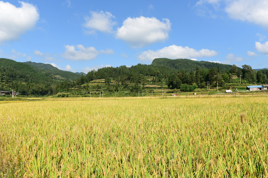 农田成熟的水稻