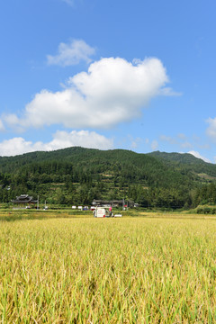 农田成熟的水稻