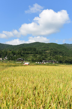 蓝天白云下饱满的稻谷