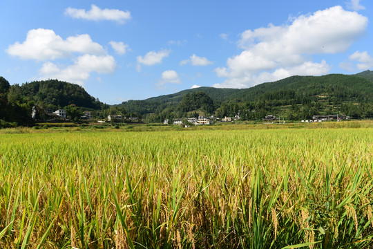 丰收水稻稻穗