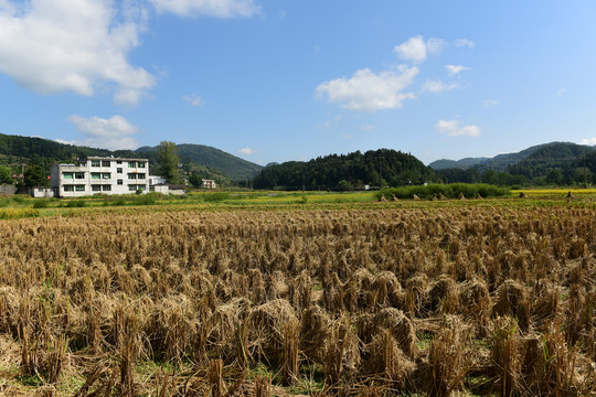 农田成熟的水稻