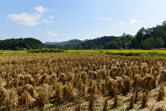 农田成熟的水稻