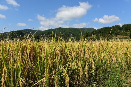 农田成熟的水稻