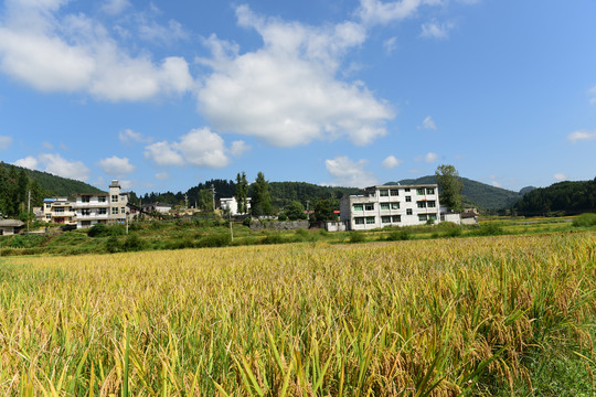 农田成熟的水稻