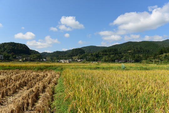 农田成熟的水稻