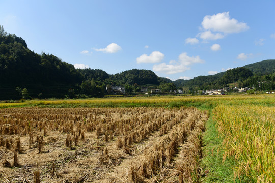 农田成熟的水稻