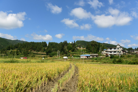 稻粒稻谷
