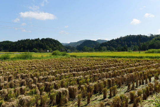 稻粒稻谷
