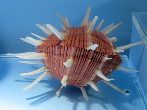 猩猩海菊蛤