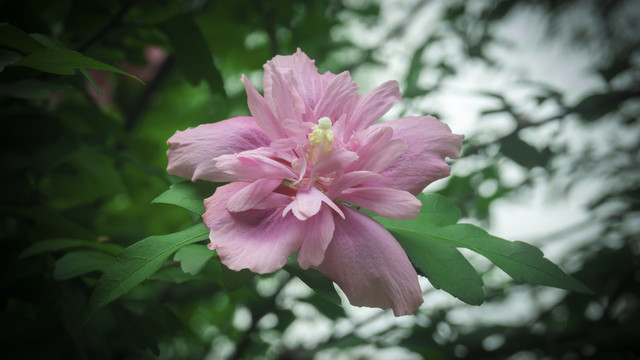 湖畔木槿花