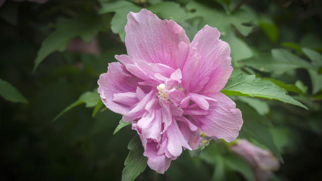 湖畔木槿花