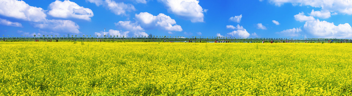 内蒙古油菜花花田