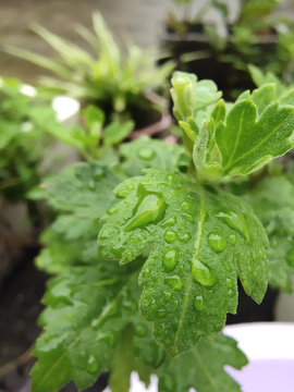 雨中花卉