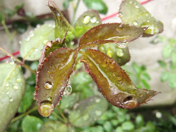 雨中植物特写