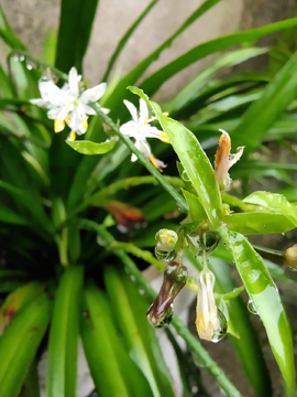 雨中花