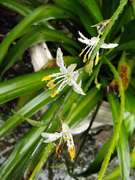 雨中花