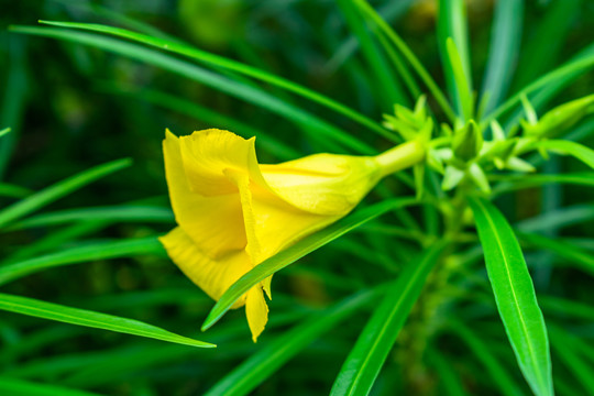 黄花夹竹桃