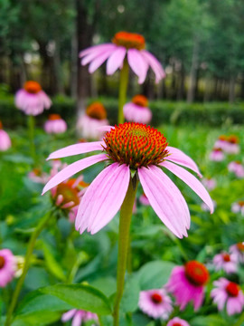 松果菊