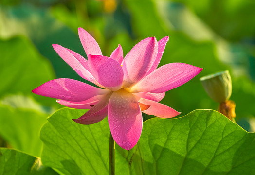 荷花高清