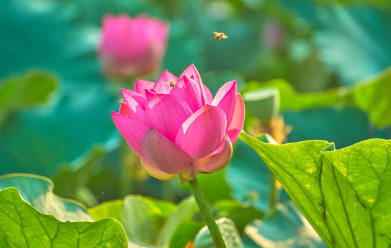 荷花高清