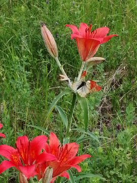 野百合花