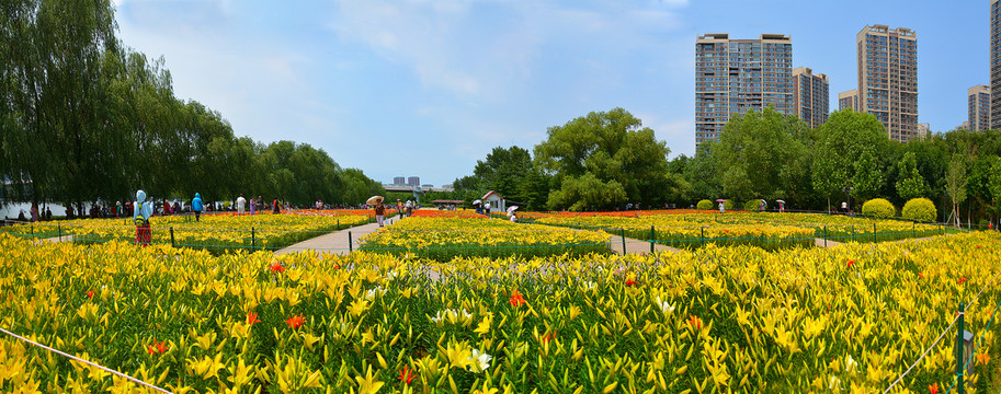 沈阳沈水湾公园百合花海