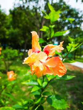 高清花卉植物摄影素材重瓣朱槿