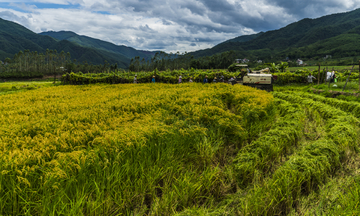 田园风光