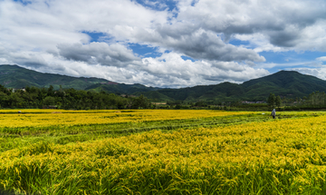 田园风光