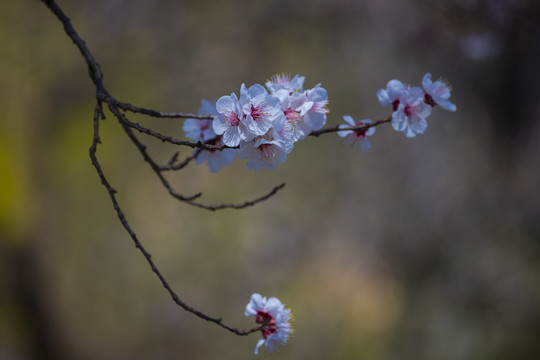 香花