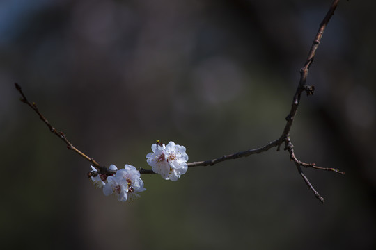 香花