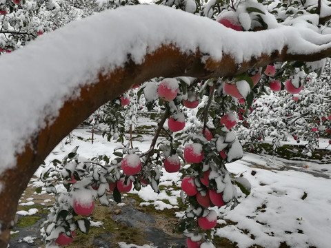 金果映雪红富士苹果