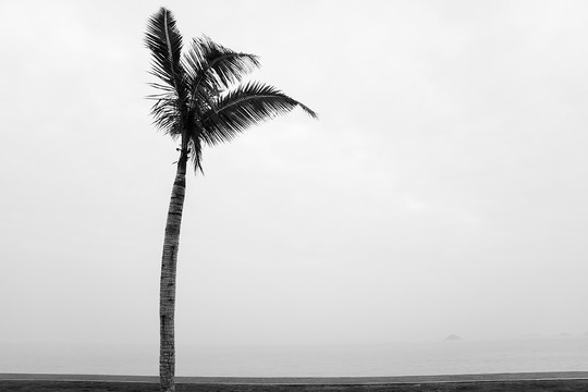 海边一棵树