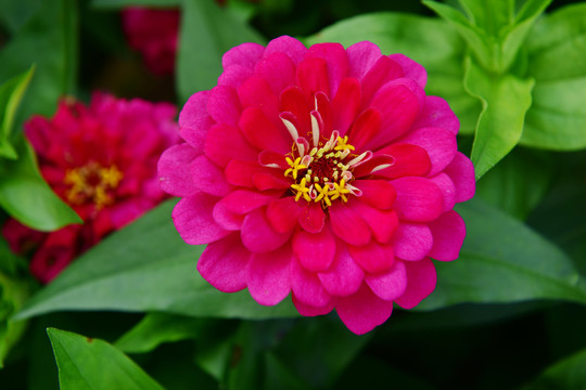 红色菊花