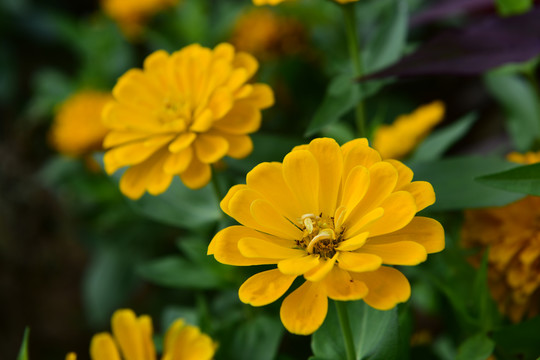 花瓣花草菊展菊花