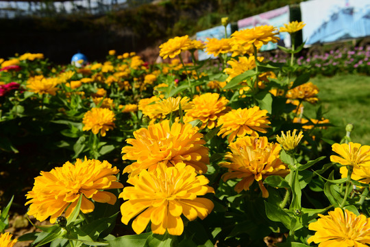 金菊花鲜花