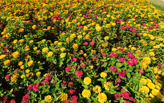 金菊花鲜花黄菊