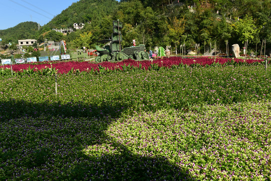 蓝猪耳花的花朵