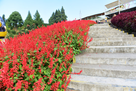 花丛花卉花圃