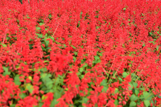 花丛花卉花圃