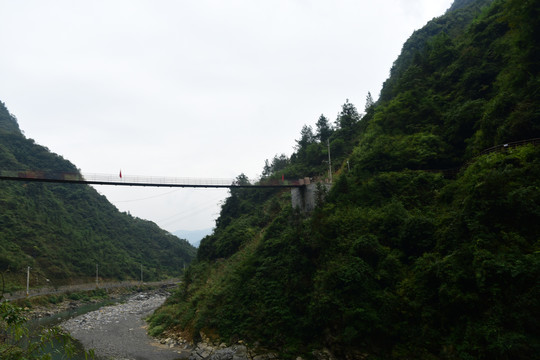 树林植被河流