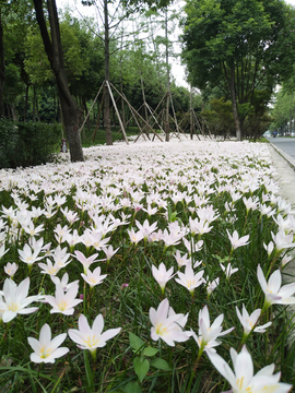 水仙花