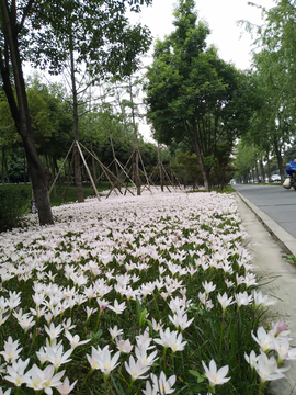 水仙花