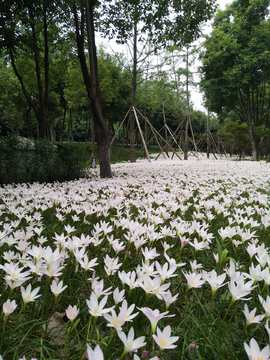 水仙花