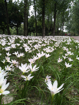 水仙花