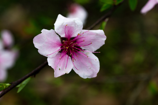 桃花