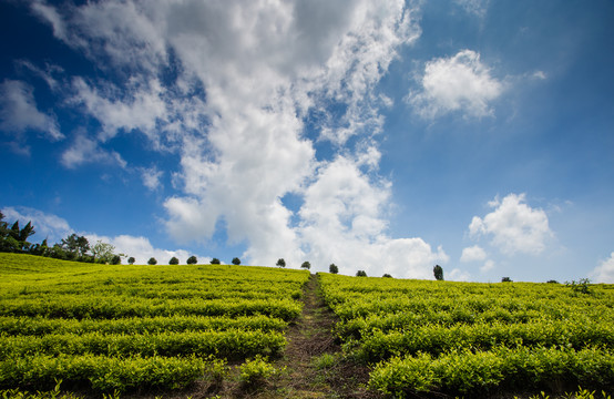 茶园径山茶