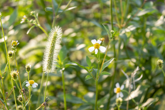 野草野花