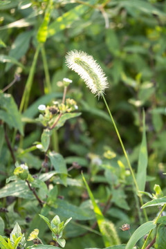 狗尾巴草